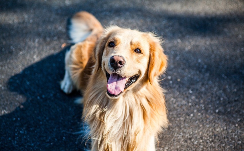 Golden retrievery są idealnym towarzystwem dla dzieci. Są...