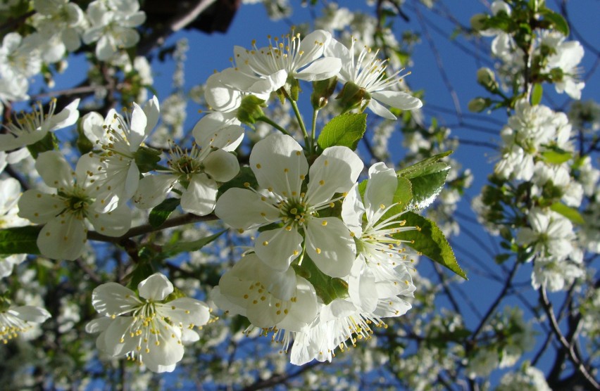 W kwietniu na biało kwitną drzewa owocowe. Choć nie są to...
