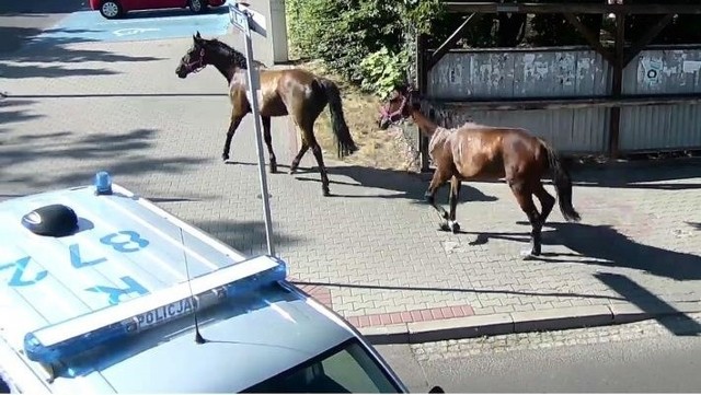 Konie biegały w Jastrzębiu po ulicach