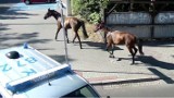 Konie biegały w Jastrzębiu po ulicach. Policjanci i strażnicy miejscy ruszyli za nimi... w pościg ZDJĘCIA