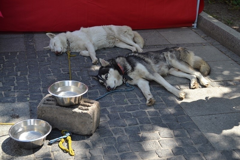 Częstochowa: Dzień Samorządu Terytorialnego. Jest Festiwal Nauki, pokazy i występy [ZDJĘCIA]