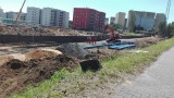 Katowice: na osiedlu Witosa wycięto około 50 drzew ZDJĘCIA
