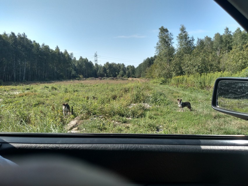 Psy koczują w lasach i na nieużytkach już ponad pół roku....