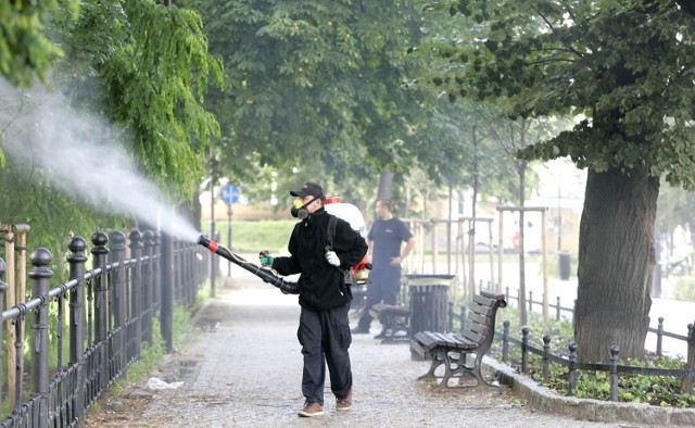 Odkomarzanie prowadzone przez miasto niewiele dało. We Wrocławiu mamy plagę komarów!