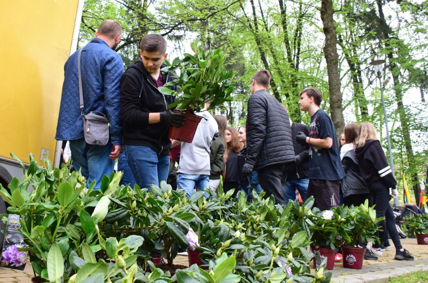 W parku miejskim w Krośnie posadzono czterysta rododendronów. To dar od niemieckiego Edewechtu [ZDJĘCIA, WIDEO]