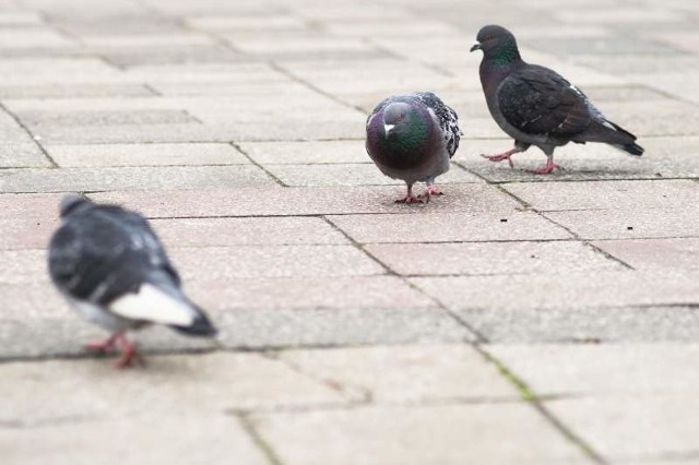 Ludzie przywykli do stad gołębi na kozielskim Rynku, teraz trudno będzie się im odzwyczaić od rzucania ptakom okruchów.