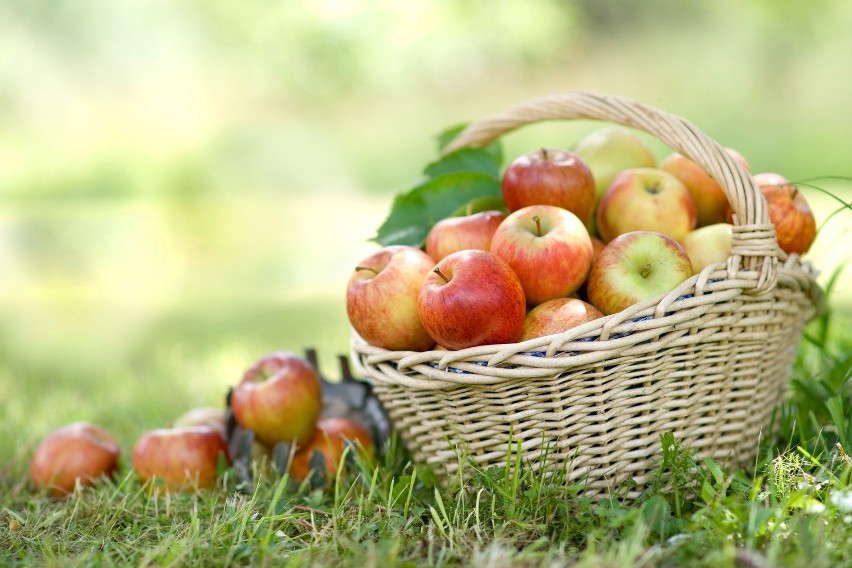Dzień na jabłkach Bierzemy 2 kg jabłek słodko-kwaśnych....