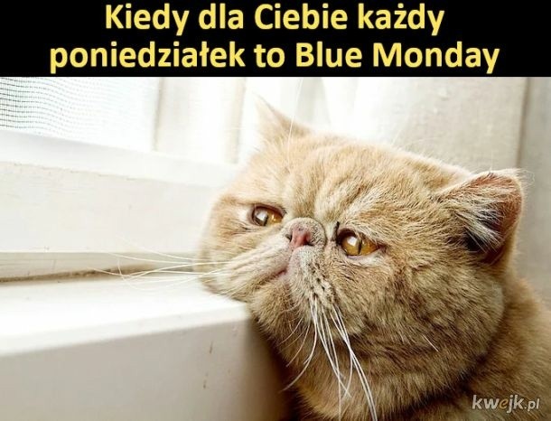 Nie daj się Blue Monday. Zobacz memy o najbardziej depresyjnym dniu w roku i uśmiechnij się! >>>