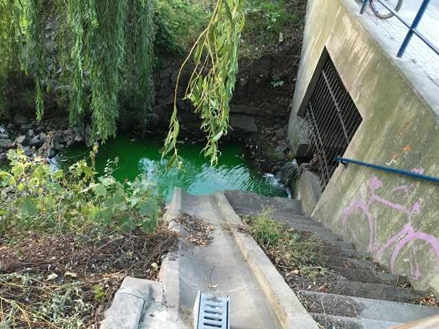 Zdjęcie zielonej wody zrobiono w czwartek. Kiedy w piątek rano na miejsce pojechała straż miejska, woda była już czysta.
