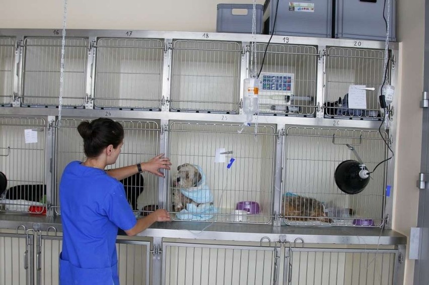 Nowy szpital dla psów i kotów w Poznaniu