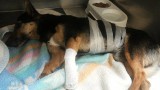 Pies postrzelony śrutem walczy w klinice o życie 