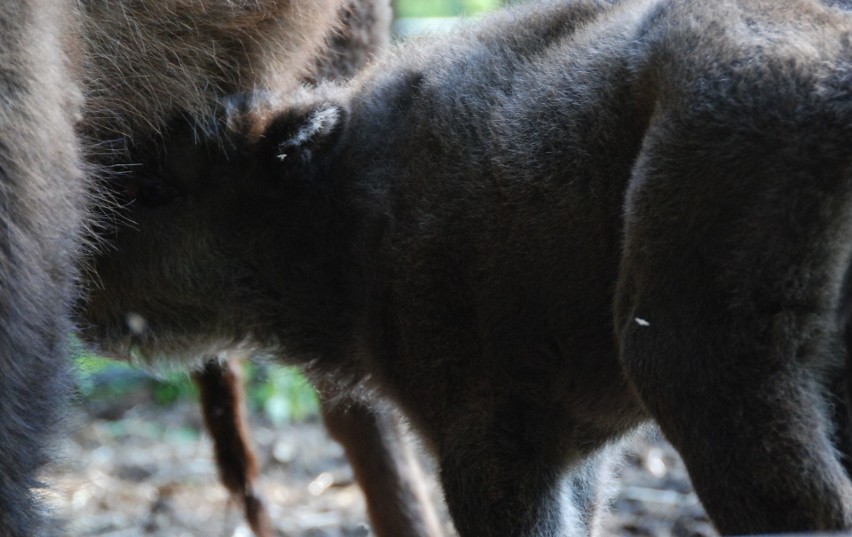 W bydgoskim Ogrodzie Zoologicznym, po pięcioletniej...