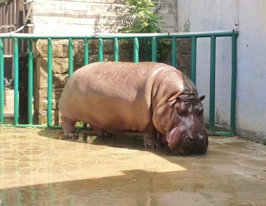 Hipolit był bardzo spokojnym zwierzęciem. Hipopotam bardzo...