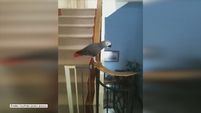 Ta papuga uwielbia się ślizgać