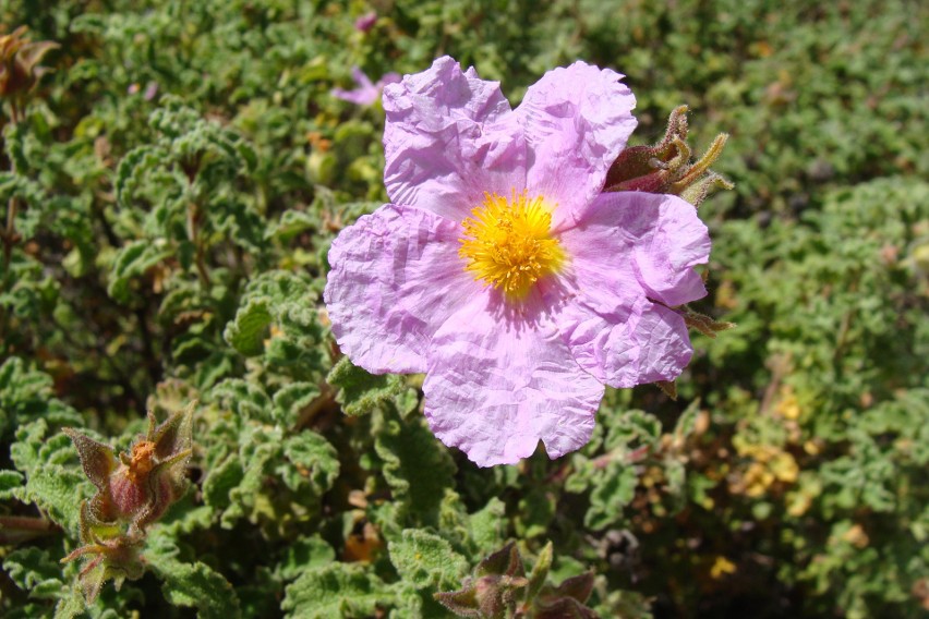 Czystek kreteński (Cistus creticus) w czasie kwitnienia