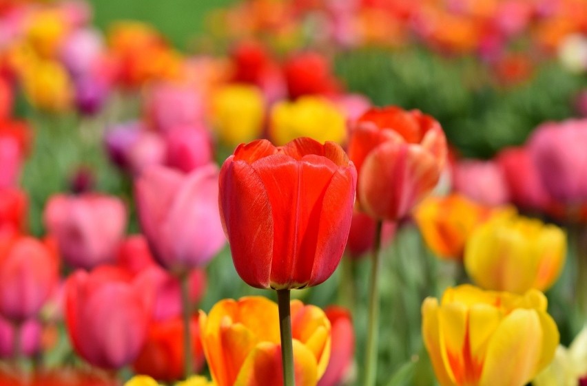 Tulipany przywędrowały do Europy w XVI wieku i niedługo...