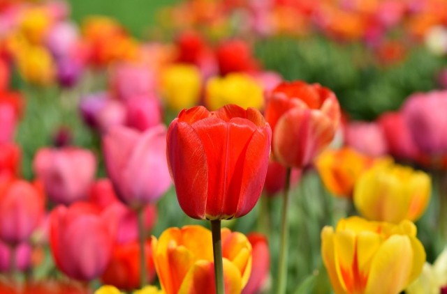 Tulipany przywędrowały do Europy w XVI wieku i niedługo potem spowodowały prawdziwe szaleństwo i krach na giełdzie.