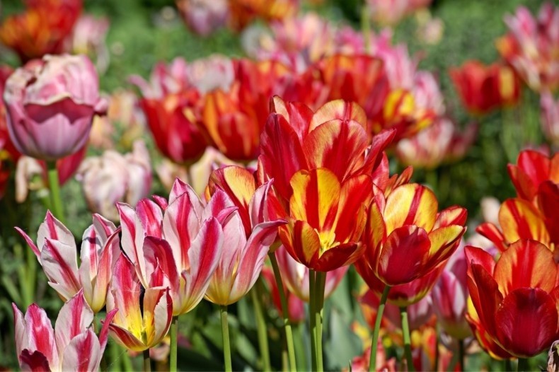 Tulipany występują w wielu odmianach. W XVII wieku ich...