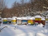 Pszczelarze porozmawiają o zimowaniu i zdrowiu pszczół oraz tajemnicach miodu 