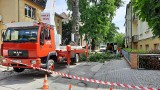 Wycinka drzew na Pasiece w Opolu. Pod topór rośliny przy ulicach Barlickiego i Konsularnej
