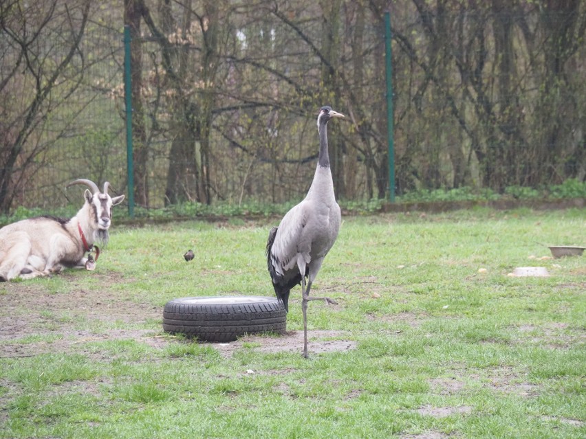 W Ośrodku Rehabilitacji Dzikich Zwierząt w Łagiewnikach...