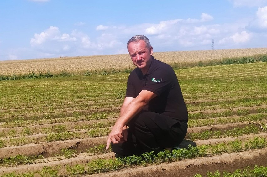 - Marchew powinna być dziś dorodna, a jest maleńka. Wzeszła...