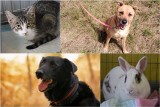 Psy, koty i króliki. Te smutne zwierzaki czekają we wrocławskim schronisku na adopcję. Kto da im dom? [ZDJĘCIA]