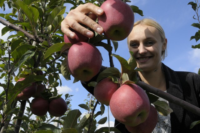 W tym roku jest mniej owoców niż w poprzednich latach. Na wielu plantacjach sezonowi pracownicy otrzymują wynagrodzenie za czas pracy, a nie ilość zerwanych owoców.