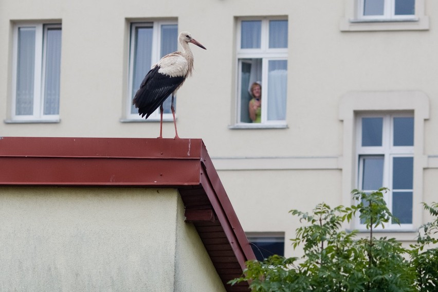 Od jakiegoś czasu na jednym z dachów budynku w pobliżu...