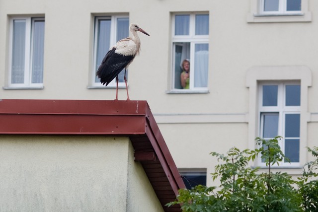 Od jakiegoś czasu na jednym z dach&oacute;w budynku w pobliżu dworca PKS chodzi bocian. Mieszkańcy relacjonowali nam, że zwierzę chyba jest chore, albo niedożywione, ponieważ z trudnością się porusza i przebywa na dachu już od kilku dni. Zobacz wideo: Bocian na dachu budynku w pobliżu słupskiego PKS-u&lt;iframe src=&quot;http://get.x-link.pl/2cfd65ce-f3a0-07c4-3705-61b63708e827,eb1ebc5f-ff9c-131f-615c-535e116a8311,embed.html&quot; width=&quot;640&quot; height=&quot;360&quot; frameborder=&quot;0&quot; webkitallowfullscreen=&quot;&quot; mozallowfullscreen=&quot;&quot; allowfullscreen=&quot;&quot;&gt;&lt;/iframe&gt;