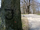 W Kołobrzegu ktoś namalował na zabytkowych drzewach antypisowskie hasło