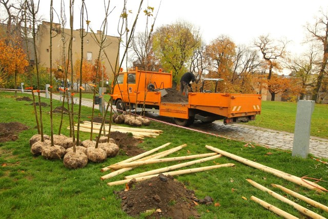 Najwięcej głosów zdobył w tym roku projekt nasadzeń drzew w całym mieście