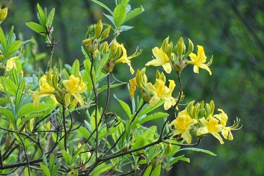 Azalia pontyjska kwitnie w rezerwacie Kołacznia w Woli Zarczyckiej koło Leżajska