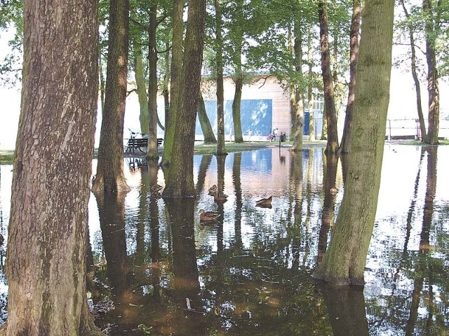 Po sobotniej ulewie w parku miejskim w Szczecinku powstały liczne jeziorka. Znikną, gdy obniży się poziom wody w jeziorze Trzesiecko. Wczorajsza słoneczna pogoda sprzyjała temu procesowi. 