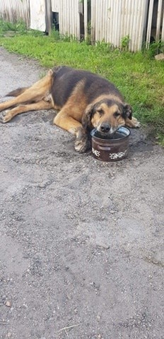 Pies zdychał na oczach mieszkańców osiedla w Chotkowie. Z...