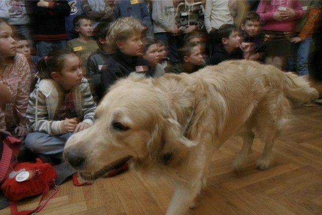 Specjalnie wyszkolone psy tropią - także w szkołach - dilerów narkotykowych.