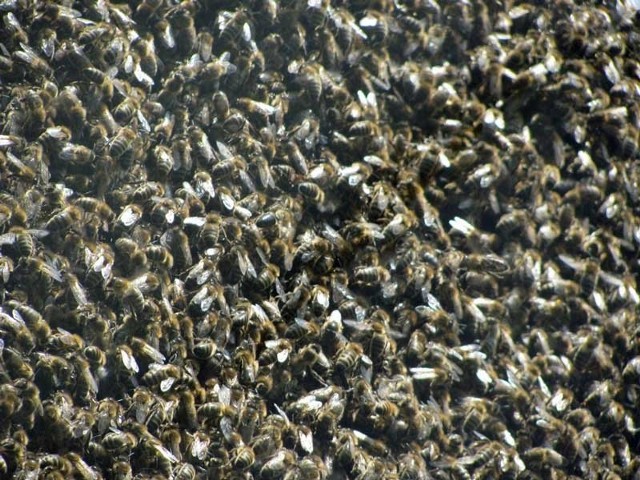 Zdjęcie roju pszczół na budynku politechniki przesłał nam Czytelnik.