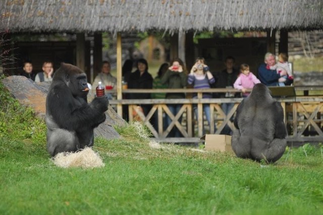 Opolskie zoo będzie czynne w Wielką Sobotę oraz świąteczny poniedziałek