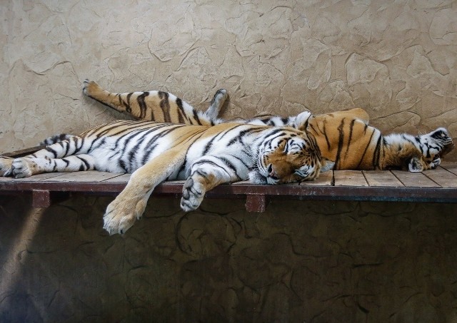 Dzień Tygrysa obchodzony jest 29 lipca na całym świecie. O święcie największych kotów na Ziemi nie zapomnieli także opiekunowie osobników żyjących w Śląskim Ogrodzie Zoologicznym w Chorzowie. Z tej okazji przygotowali im smaczną niespodziankę. Zdjęcie ilustracyjne