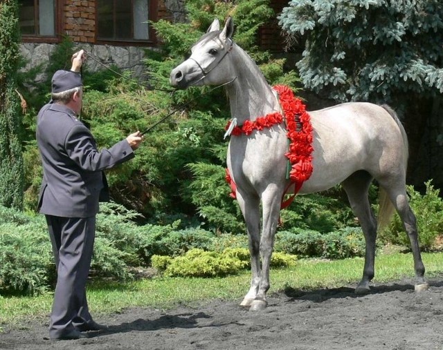 Pięcioletnia siwa Emandoria ( Gazal Al. Shaqab &#8211; Emanda)  w Janowie Podlaskim zdeklasowała wszystkie Polskie konie i wraca na Ponidzie z pucharem prezydenta RP.