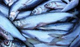 Zmiany w ustawie o organizacji rynku rybnego
