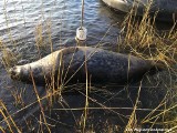 Martwa foka znaleziona nad Zalewem Wiślanym. Błękitny Patrol WWF: - To już trzeci przypadek w tym rejonie