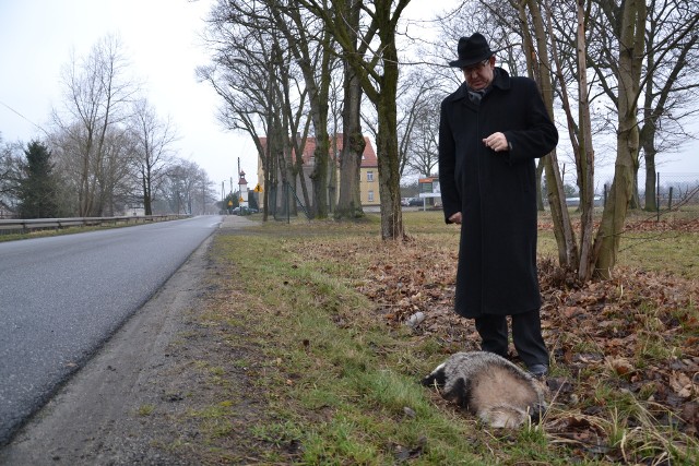 - Nie ma tygodnia, żeby ktoś nie zabił borsuka – mówi Andrzej Puławski, wójt Murowa. - Tym razem borsuk zginął pod kołami samochodu w Zagwiździu.