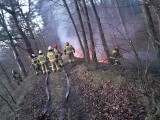 W lesie w Gąbinie paliło się poszycie. Strażacy szybko ugasili ogień