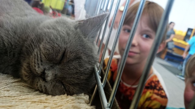 Wystawa Kotów [ZDJĘCIA]Międzynarodowa wystawa kotów w Toruniu.