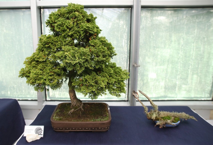 Wystawa drzewek bonsai w łódzkiej Palmiarni [ZDJĘCIA]