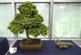 Wystawa drzewek bonsai w łódzkiej Palmiarni [ZDJĘCIA]