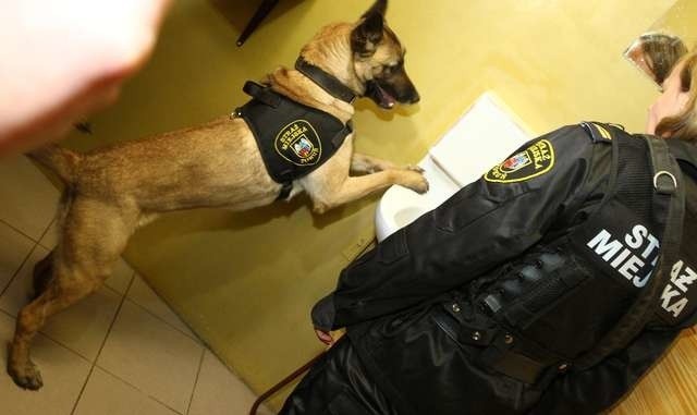 Pies ze straży miejskiej na pokazie w areszcieSylwia Dobrzalska z psem Luną