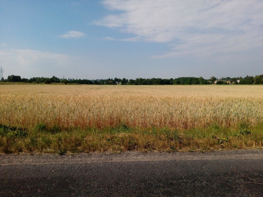 Ile kosztuje hektar ziemi rolnej? Ceny od czerwca 2018 w województwach całej Polski