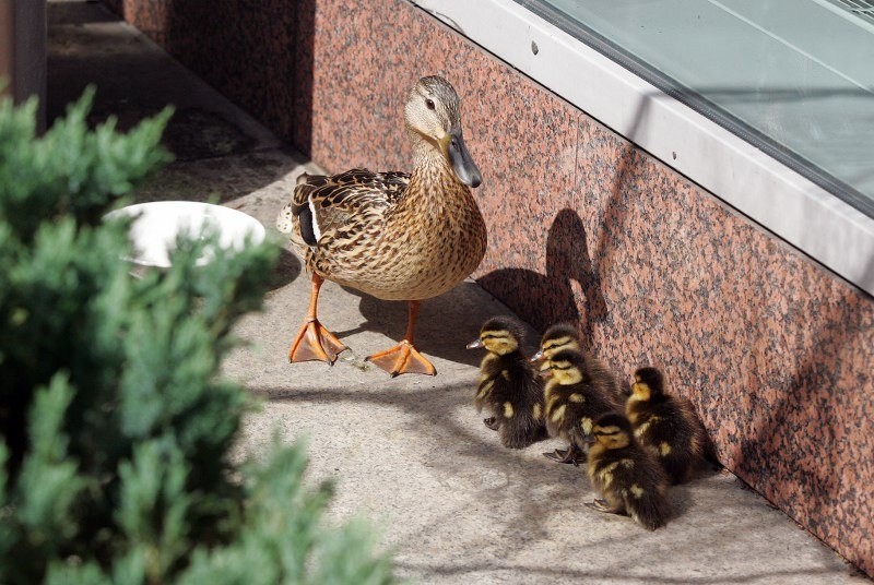 Kaczka i piskleta pod hotelem Radisson...